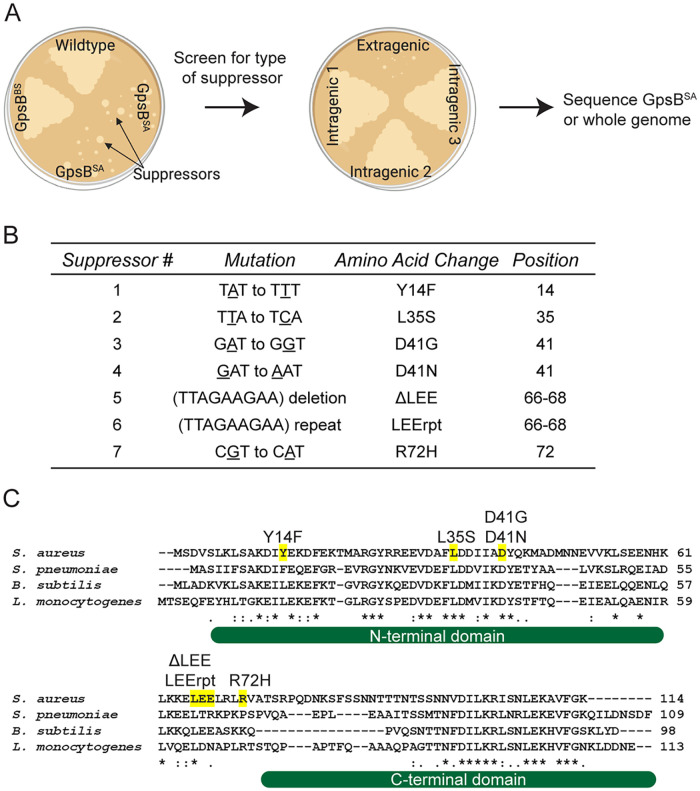 FIG 1