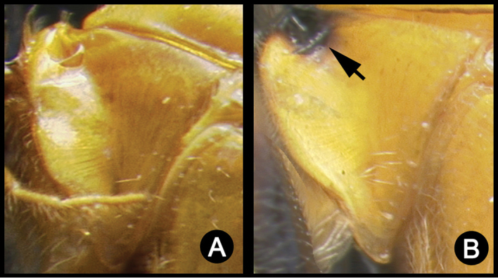 Figure 34.