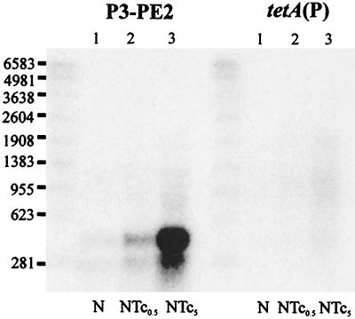 FIG. 6