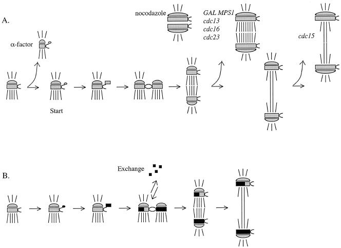 Figure 9.