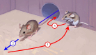 Graphical representation of the essential stages common to both types
of deceptive dodge