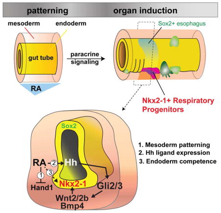 graphic file with name nihms789639u1.jpg