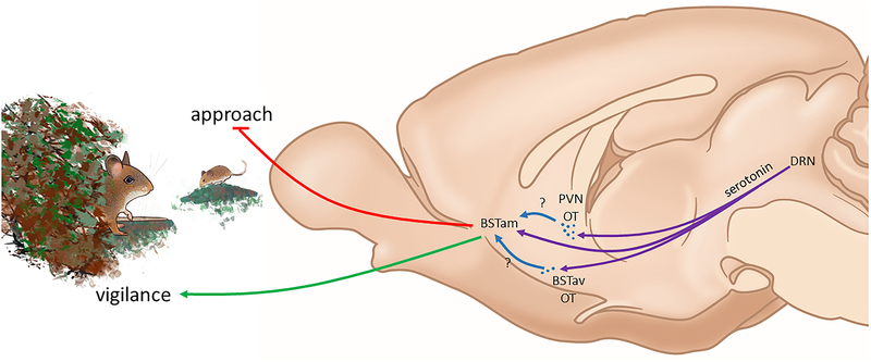 Figure 2: