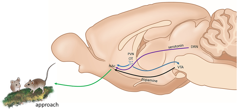 Figure 1: