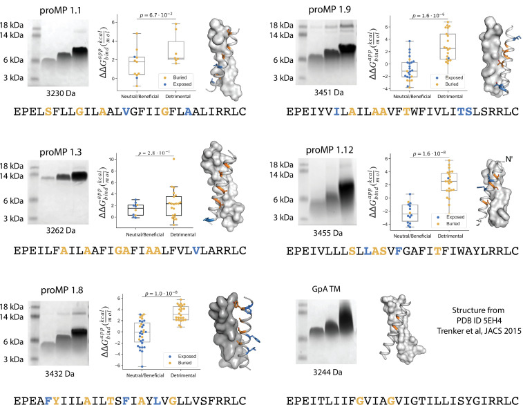 Figure 1—figure supplement 3.