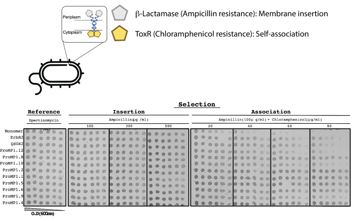 Figure 1—figure supplement 2.