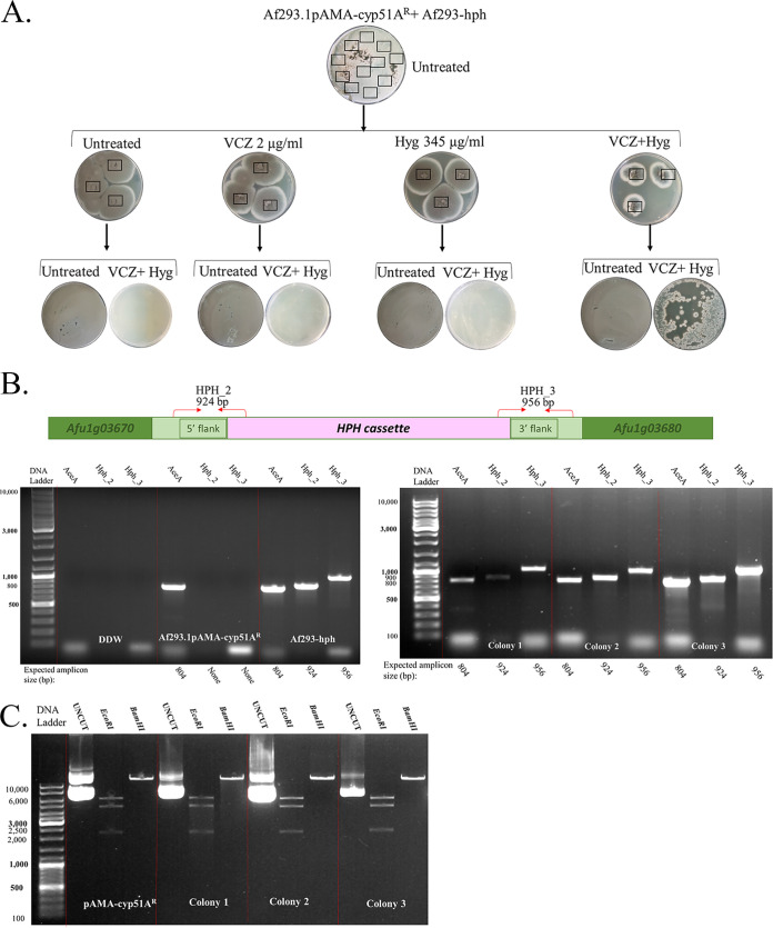 FIG 3