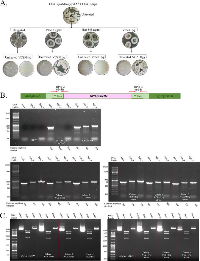 FIG 4