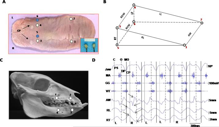 Fig. 1