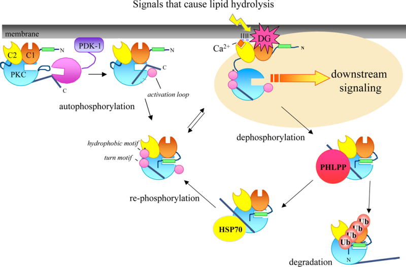 Fig. (2)