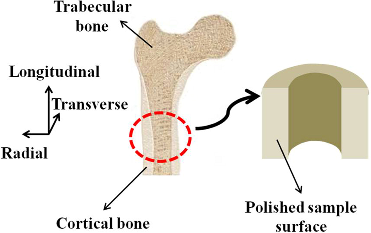 Figure 1: