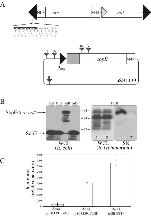 FIG. 7.