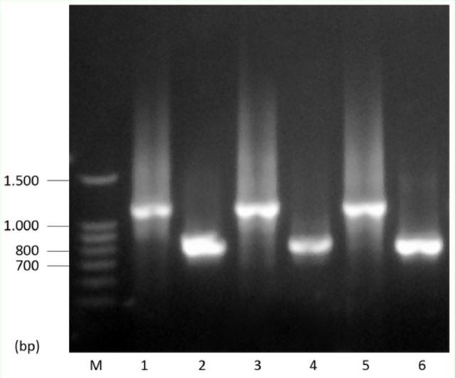 Figure 3.