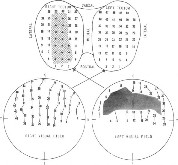 graphic file with name pnas00135-0284-a.jpg