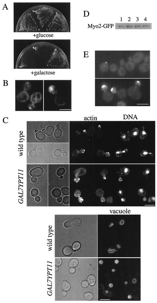 FIG.3.