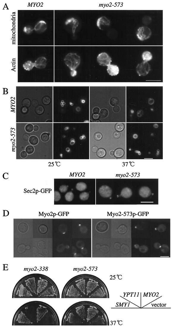 FIG.8.