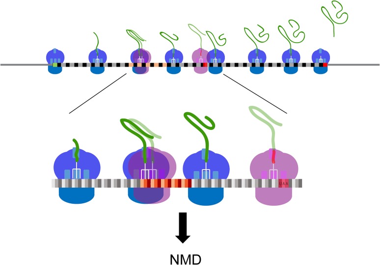 Fig. 1