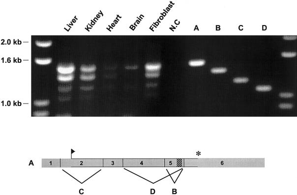 Figure  4