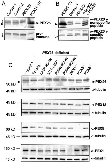 Figure  3