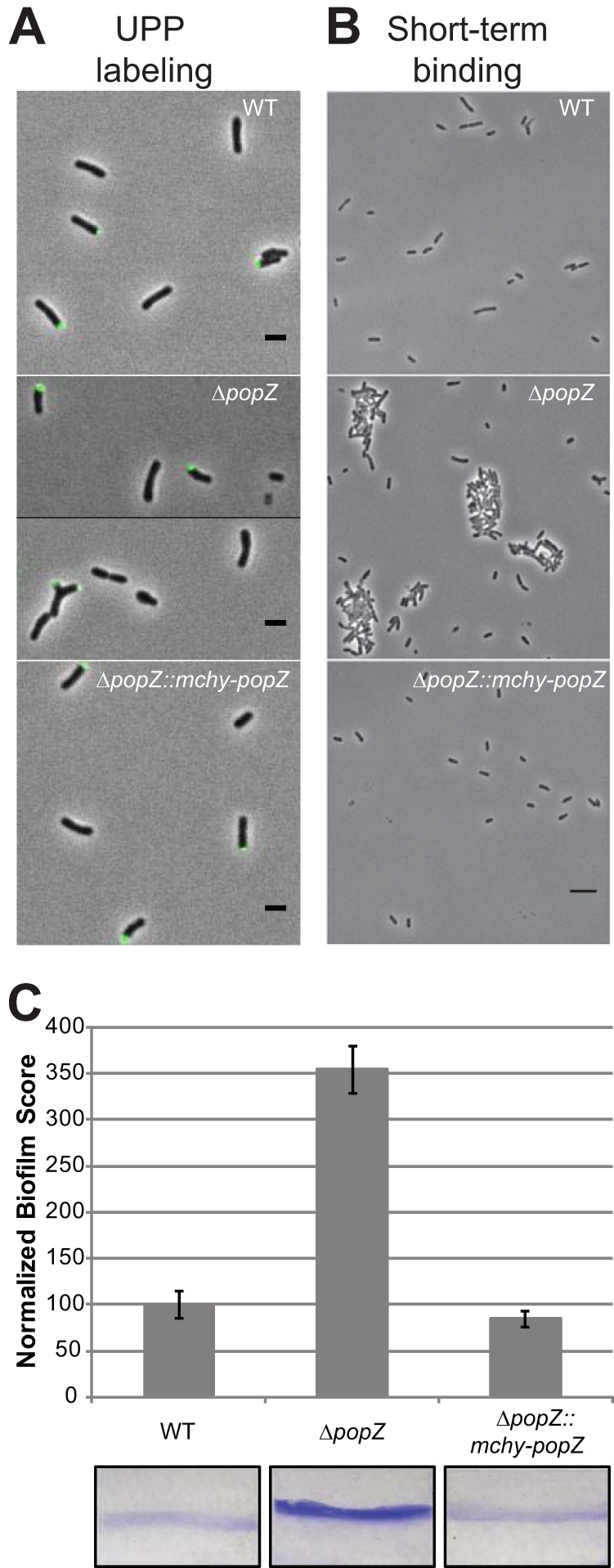 FIG 3