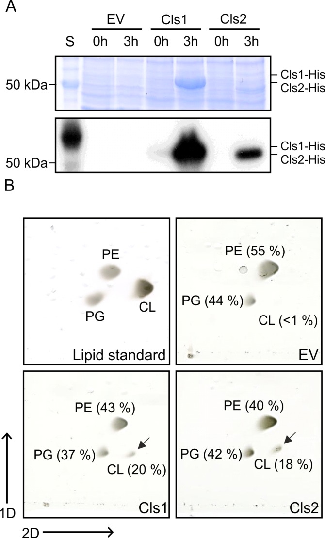 Fig 2