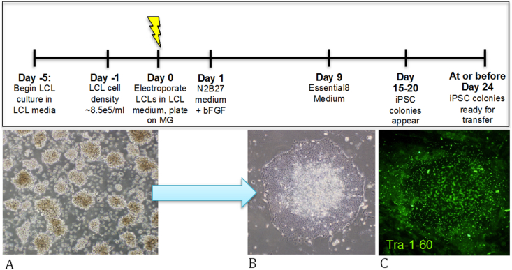 Figure 1