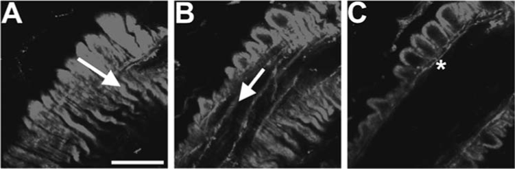 FIG. 1.