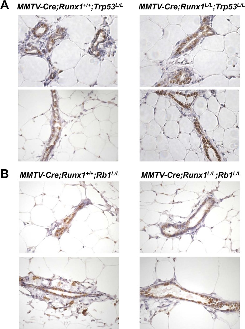 Figure 5—figure supplement 1.