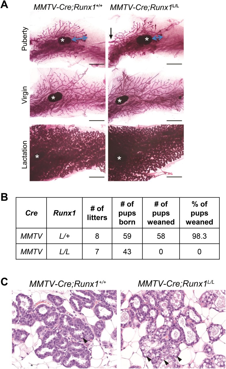 Figure 3—figure supplement 1.