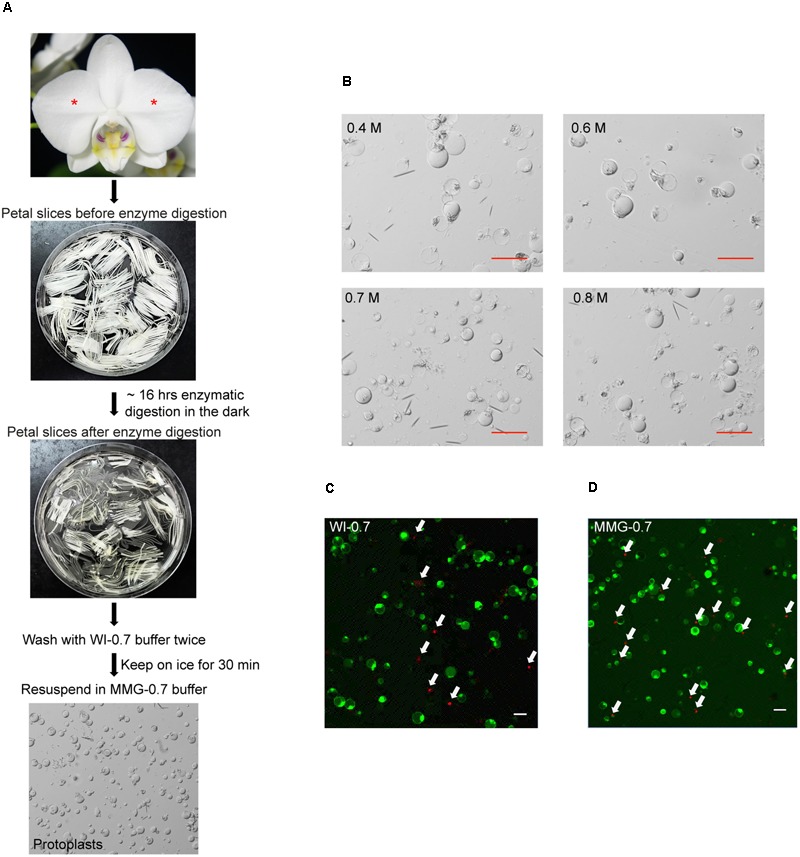 FIGURE 1