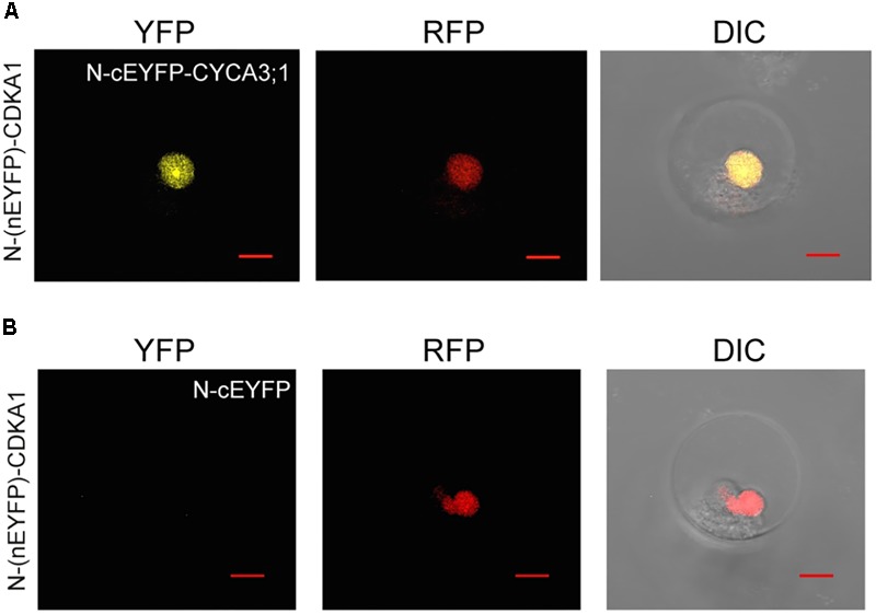 FIGURE 3