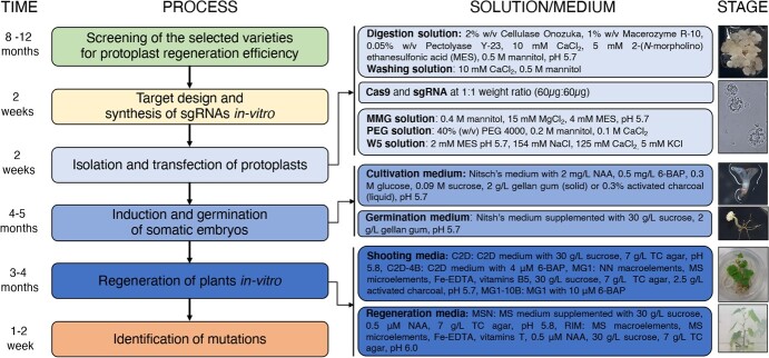 Figure 6