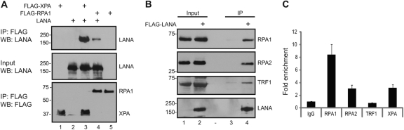 Fig 5