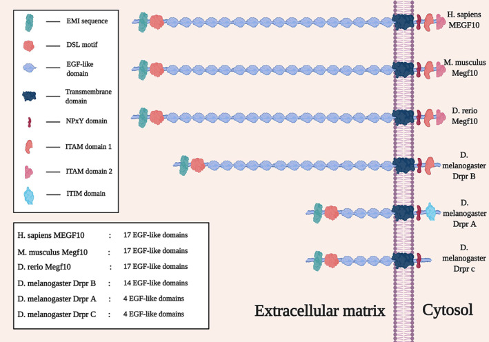 FIGURE 3