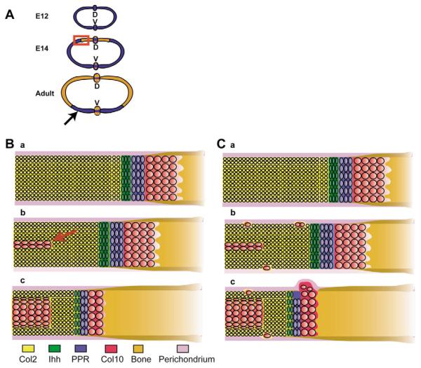 Fig. 10