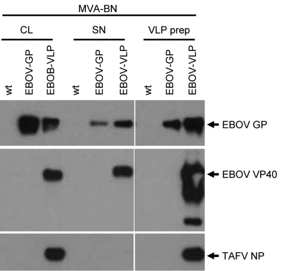FIG 3
