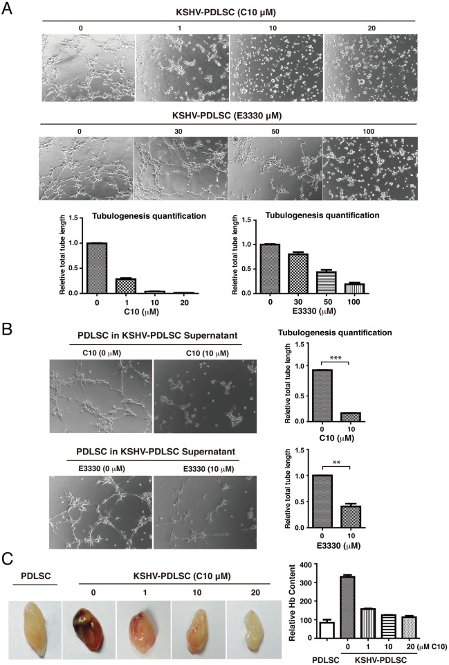 Fig 6