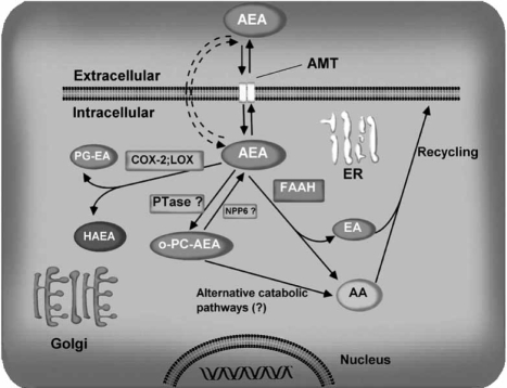 Fig. (4)