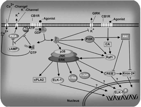 Fig. (1)