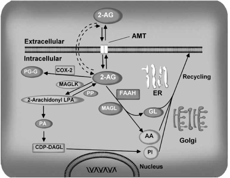 Fig. (6)