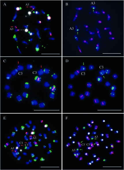 Figure 3.—