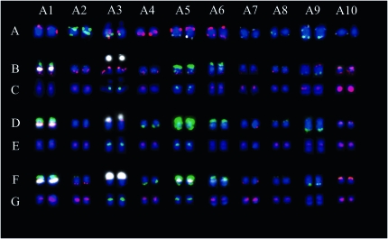 Figure 4.—