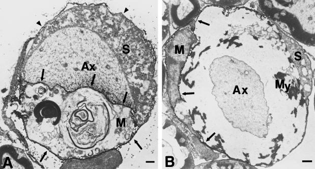 Fig. 5