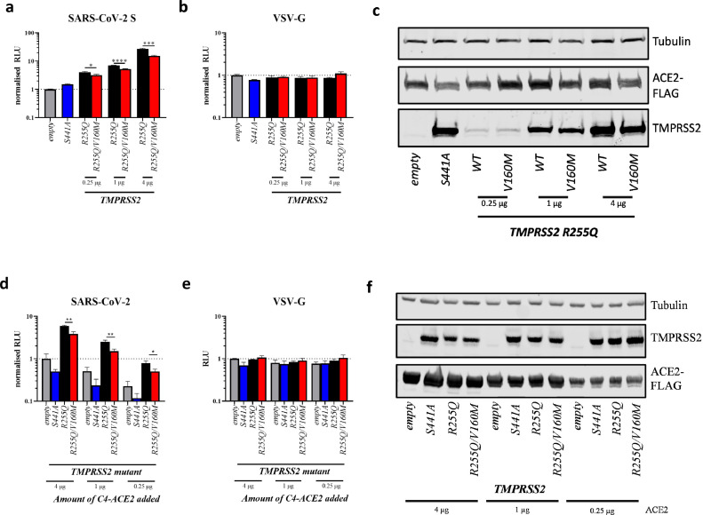 A common TMPRSS2 variant has a protective effect against severe COVID ...