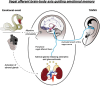 “Diagram illustrating the vagal afferent brain-body axis guiding emotional memory. It shows a pathway, by which emotional events, like encountering a threat (e.g., snake or gun), which trigger attentive processing, lead to activation of the adrenal glands releasing adrenaline and glucocorticoids. Peripheral vagal afferent fibers transmit this signal to the Amygdala (AMY), medial prefrontal cortex (mPFC), hippocampus (HIPP), locus coeruleus (LC), and nucleus of the solitary tract (NTS) in the brain. The auricular branch of the vagus nerve is shown linked to TAVNS stimulated via the ear.”