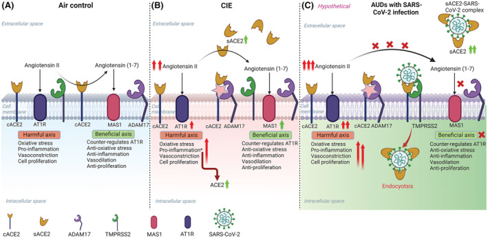 FIGURE 11