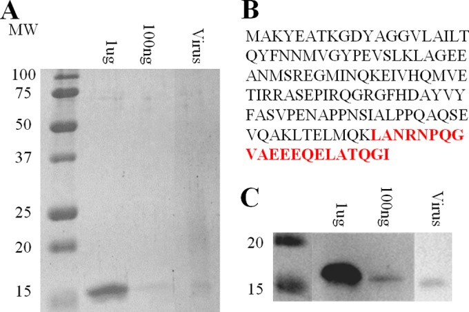 FIG 5