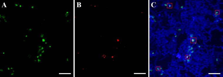 FIG 6