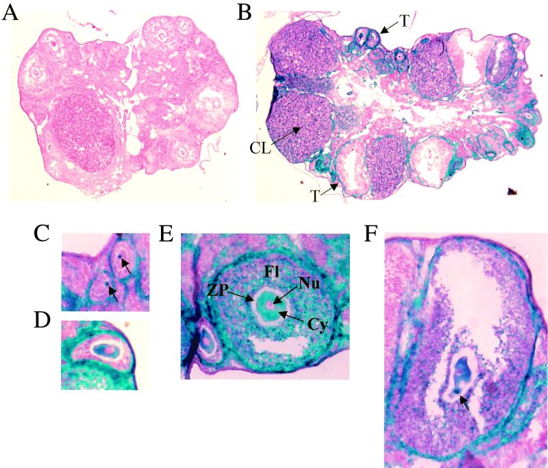 FIG. 5