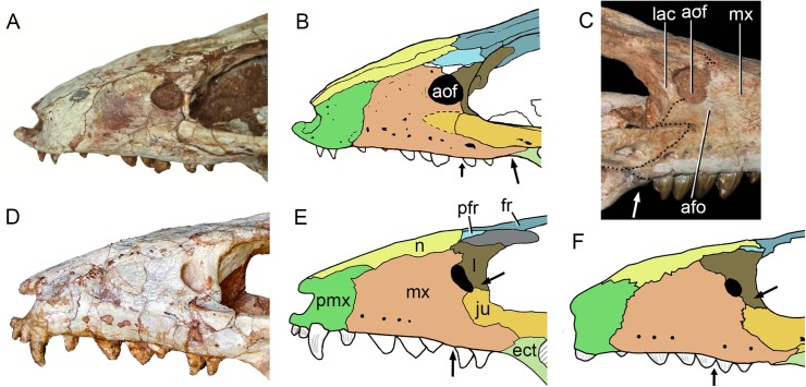 Figure 31